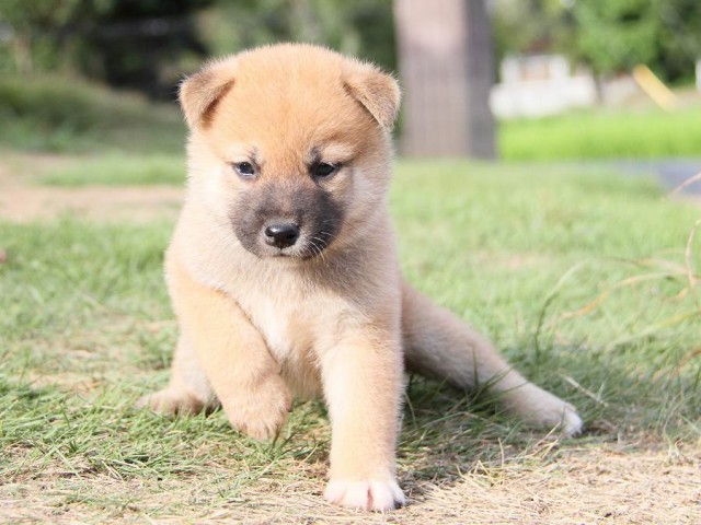 IMG_6100-shibainu Puppy IMG_6100-shibainu Puppy