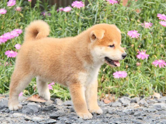 IMG_6124-shibainu-koinu IMG_6124-shibainu-koinu
