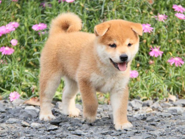 IMG_6129-shibainu-koinu IMG_6129-shibainu-koinu