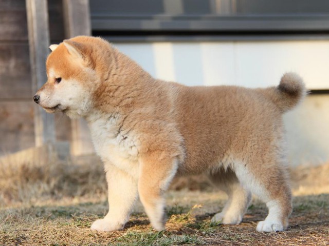 IMG_6153--shibainu Puppy IMG_6153--shibainu Puppy