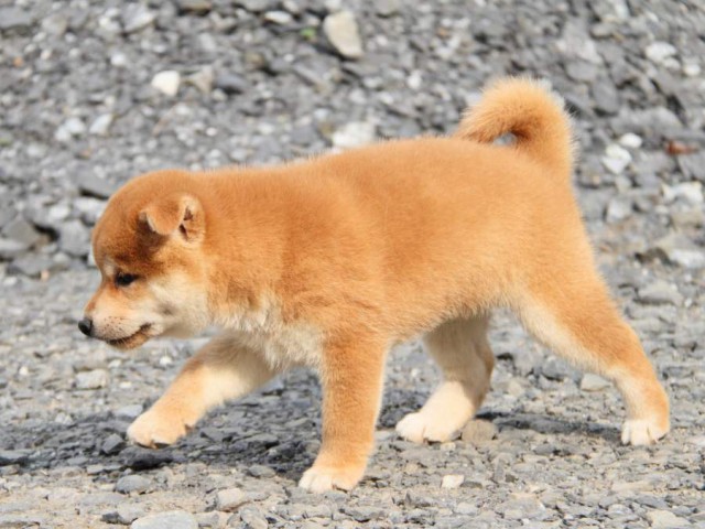 IMG_6153-shibainu-koinu IMG_6153-shibainu-koinu