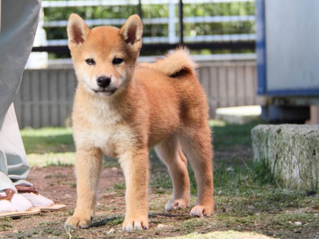 IMG_6167-shibainu-puppy IMG_6167-shibainu-puppy