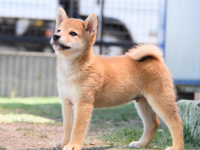 IMG_6172-shibainu-puppy IMG_6172-shibainu-puppy