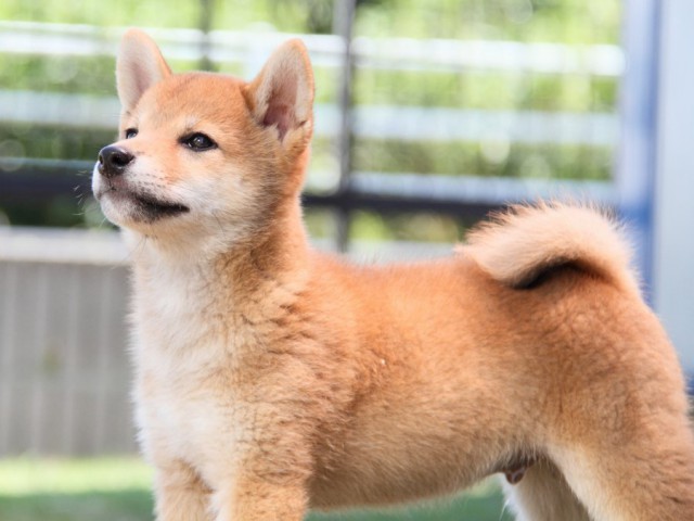 IMG_6176-shibainu-puppy IMG_6176-shibainu-puppy