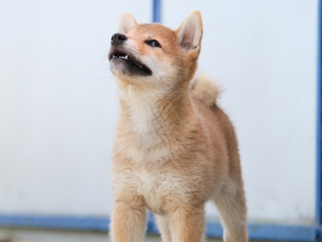 IMG_6179-shibainu-puppy IMG_6179-shibainu-puppy