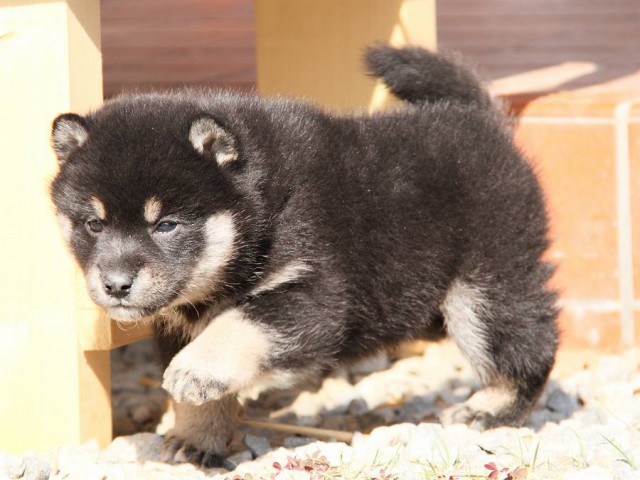 IMG_6237shibainu IMG_6237shibainu