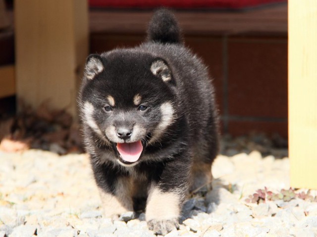 IMG_6259shibainu IMG_6259shibainu