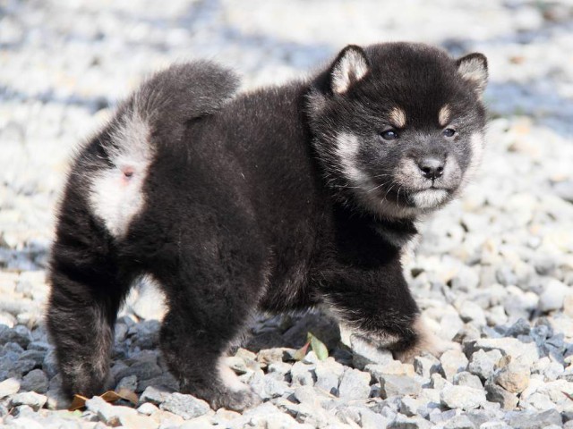 IMG_6275shibainu IMG_6275shibainu