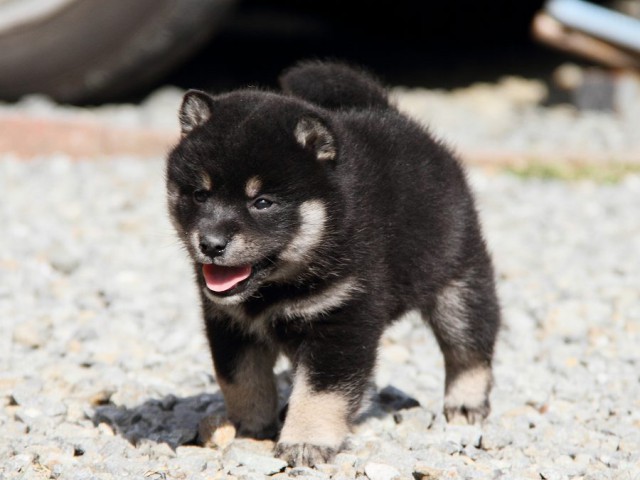 IMG_6302shibainu IMG_6302shibainu