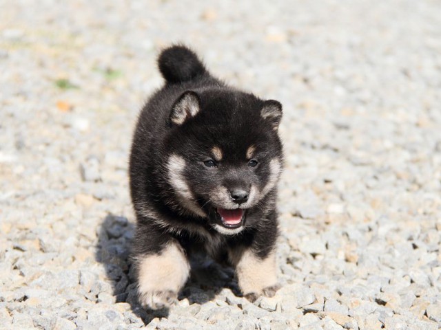 IMG_6312shibainu IMG_6312shibainu