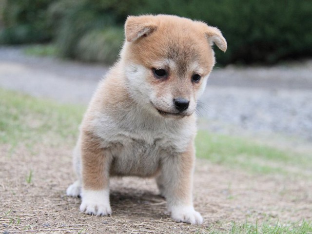 IMG_6313--shibainu Puppy IMG_6313--shibainu Puppy