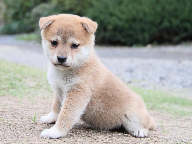 IMG_6319--shibainu Puppy IMG_6319--shibainu Puppy