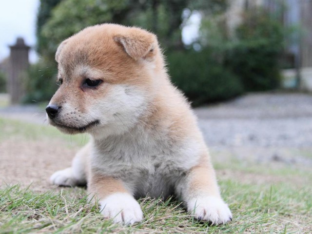 IMG_6322--shibainu Puppy IMG_6322--shibainu Puppy