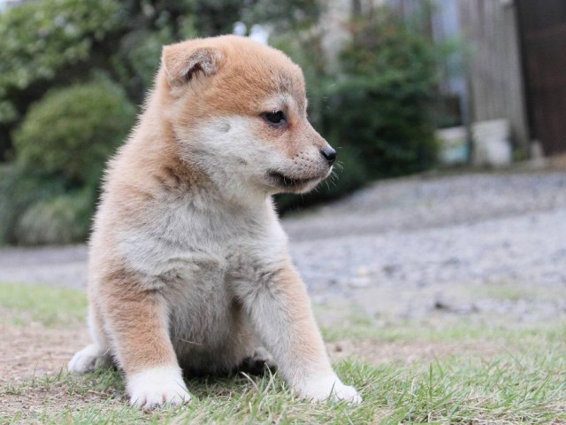 IMG_6330--shibainu Puppy IMG_6330--shibainu Puppy