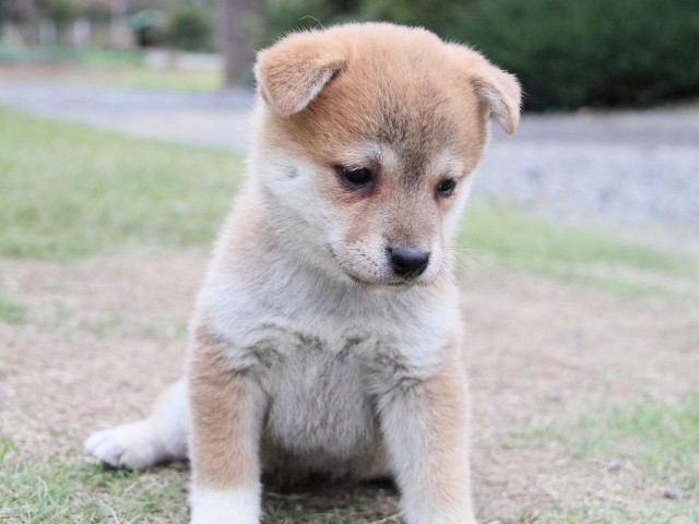 IMG_6334--shibainu Puppy IMG_6334--shibainu Puppy