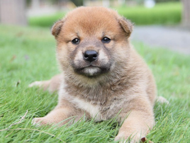 IMG_6411shiba IMG_6411shiba