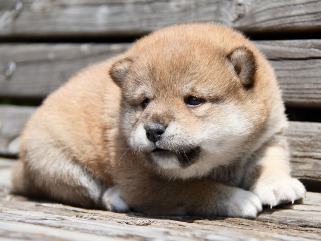 IMG_6706-shibainu-puppy IMG_6706-shibainu-puppy