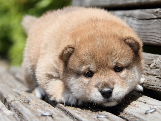 IMG_6711-shibainu-puppy IMG_6711-shibainu-puppy