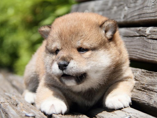 IMG_6718-shibainu-puppy IMG_6718-shibainu-puppy