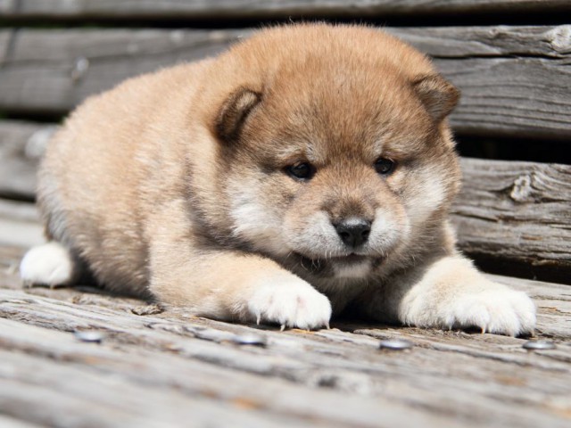 IMG_6723-shibainu-puppy IMG_6723-shibainu-puppy