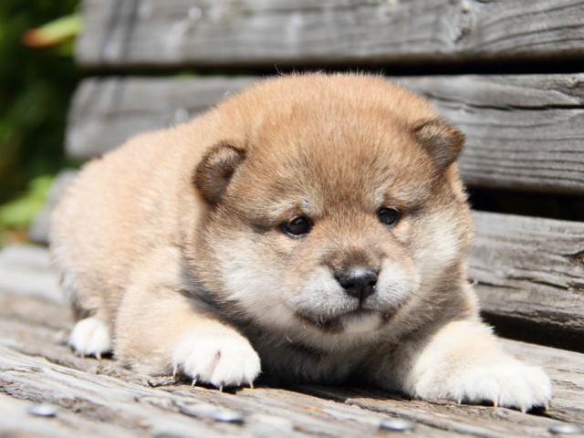 IMG_6739-shibainu-puppy IMG_6739-shibainu-puppy