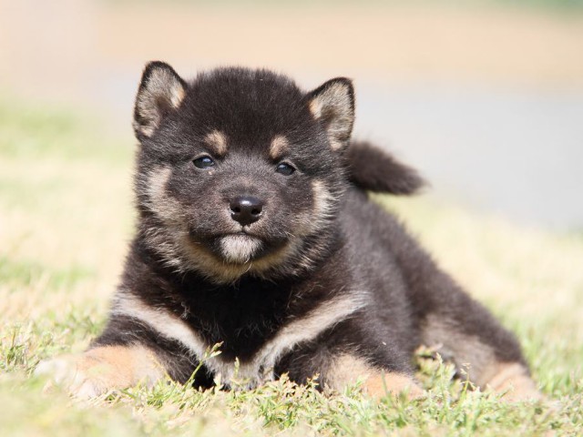IMG_6792shibainu IMG_6792shibainu