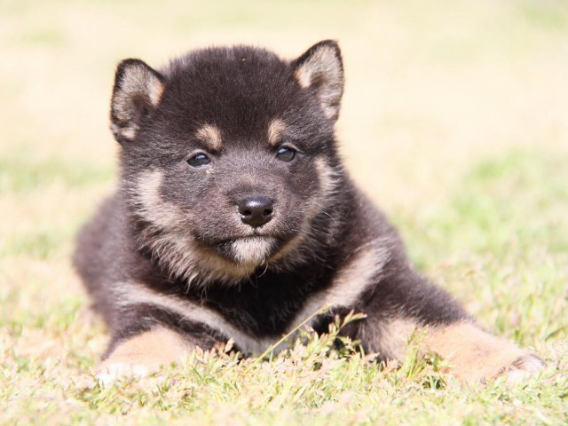 IMG_6794shibainu IMG_6794shibainu