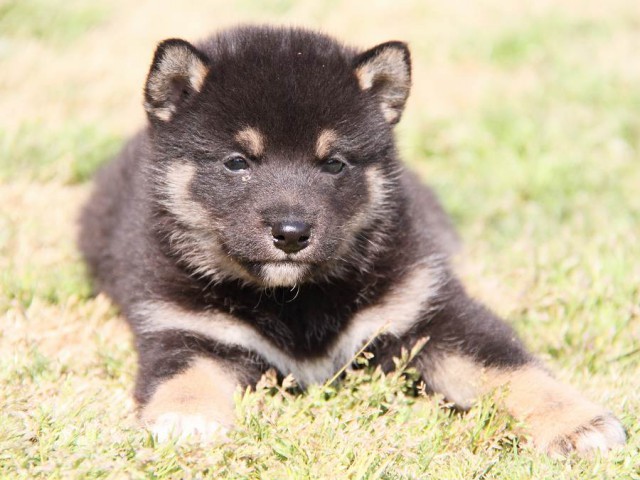 IMG_6801shibainu IMG_6801shibainu