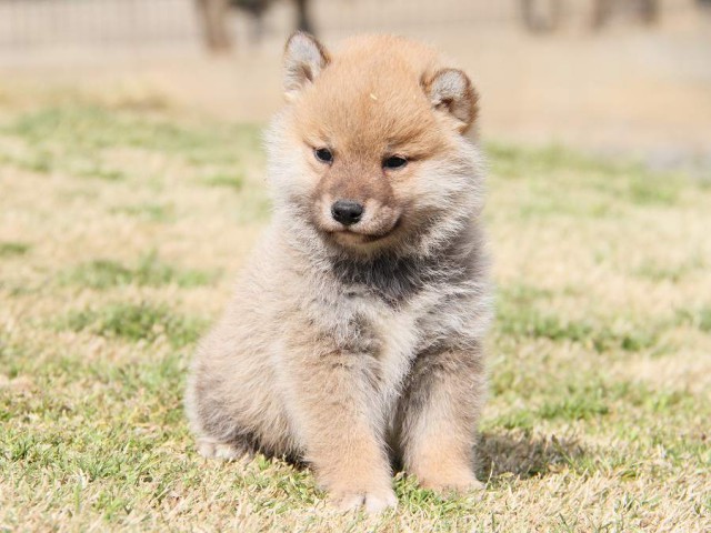 IMG_6874shibainu IMG_6874shibainu