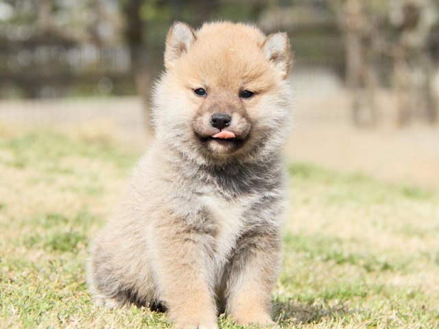 IMG_6877shibainu IMG_6877shibainu