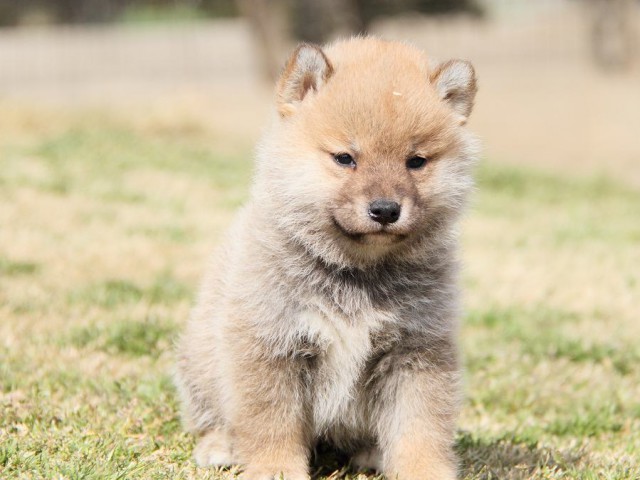 IMG_6886shibainu IMG_6886shibainu