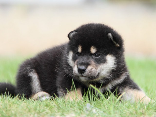 IMG_6889-shibainu-koinu IMG_6889-shibainu-koinu