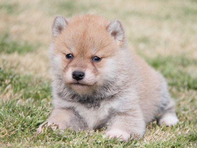 IMG_6896shibainu IMG_6896shibainu