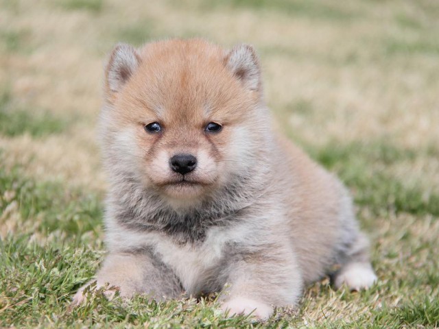 IMG_6899shibainu IMG_6899shibainu