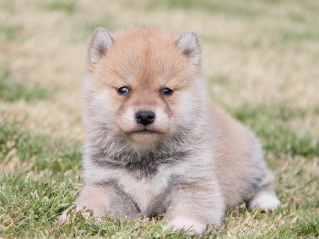 IMG_6902shibainu IMG_6902shibainu