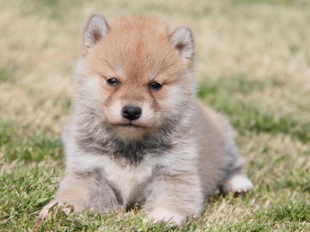 IMG_6903shibainu IMG_6903shibainu