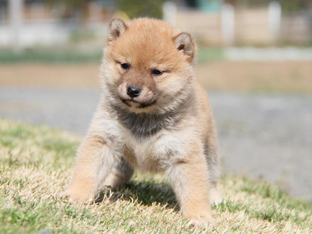 IMG_6917shibainu IMG_6917shibainu