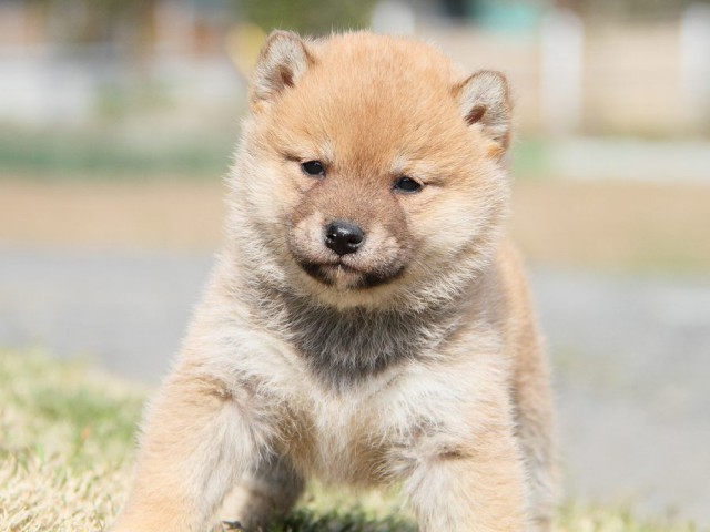 IMG_6919shibainu IMG_6919shibainu