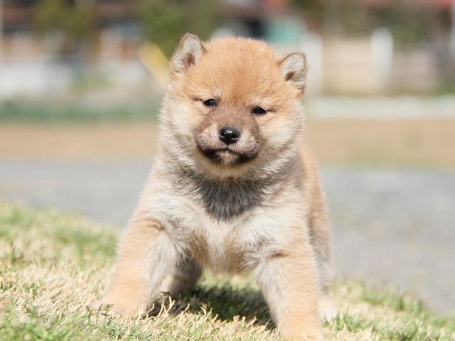 IMG_6922shibainu IMG_6922shibainu