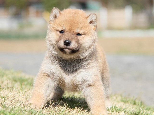 IMG_6923shibainu IMG_6923shibainu