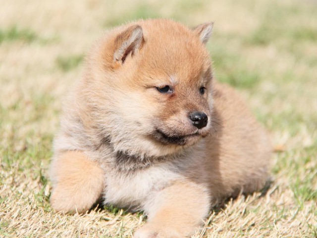 IMG_6928shibainu IMG_6928shibainu
