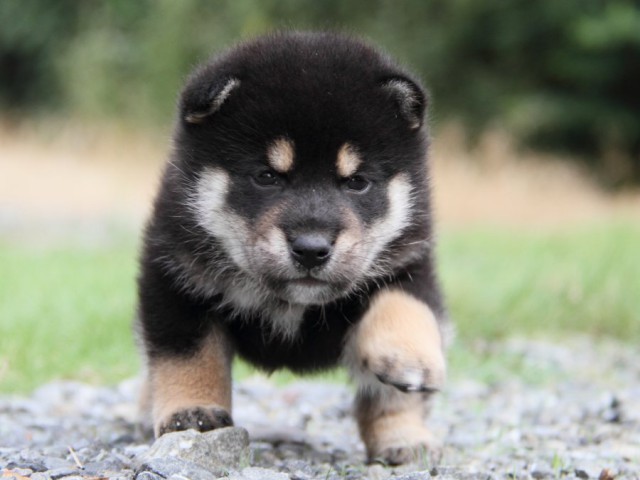 IMG_6976-shibainu-koinu IMG_6976-shibainu-koinu