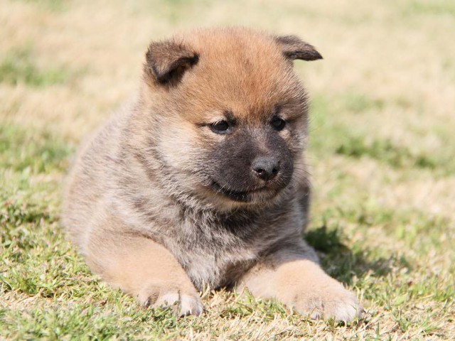IMG_6978shibainu IMG_6978shibainu