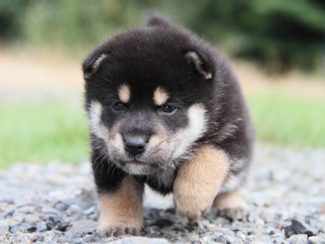 IMG_6980-shibainu-koinu IMG_6980-shibainu-koinu