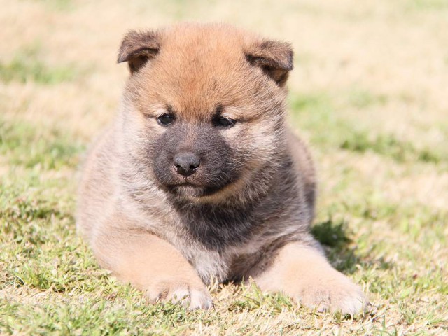 IMG_6981shibainu IMG_6981shibainu