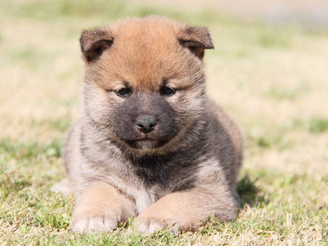 IMG_6988shibainu IMG_6988shibainu