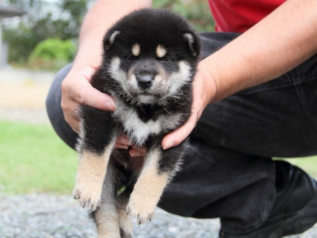 IMG_6998-shibainu-koinu IMG_6998-shibainu-koinu