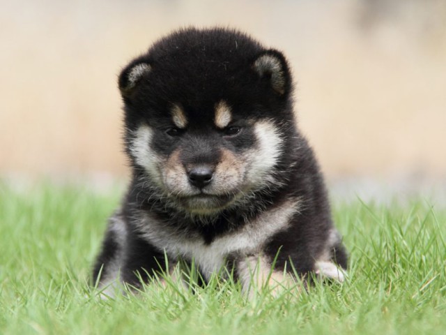 IMG_7013-shibainu-koinu IMG_7013-shibainu-koinu