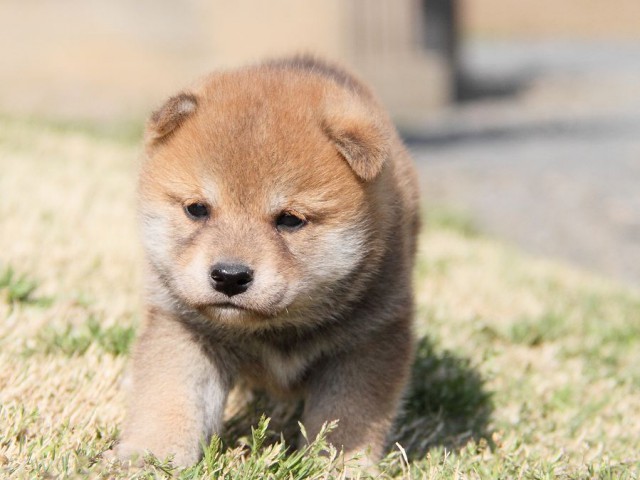 IMG_7069shibainu IMG_7069shibainu