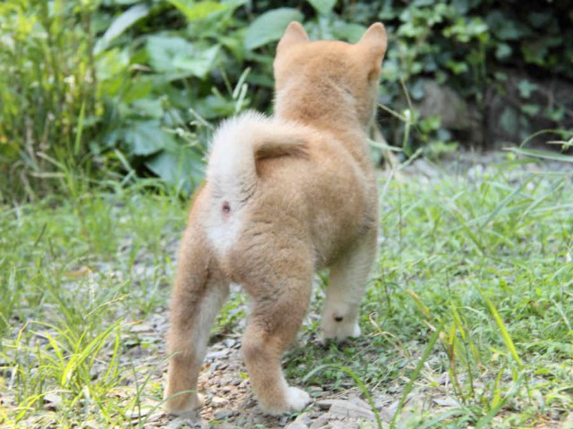 IMG_7072shiba IMG_7072shiba